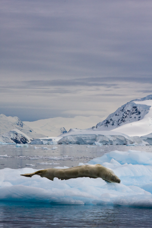 Crabeater Seal On Iceberg